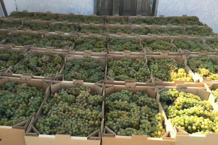 Продам технічний виноград білого сорту Буковинка від виробника- фото № 4