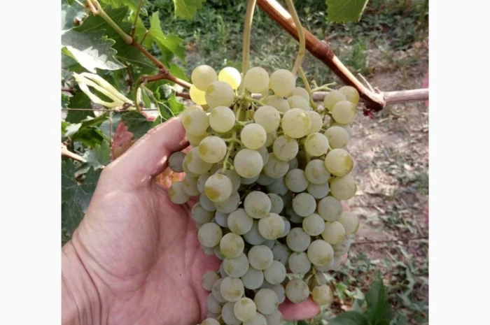Продам технічний виноград білого сорту Цитронний Магарича виробник- фото № 2