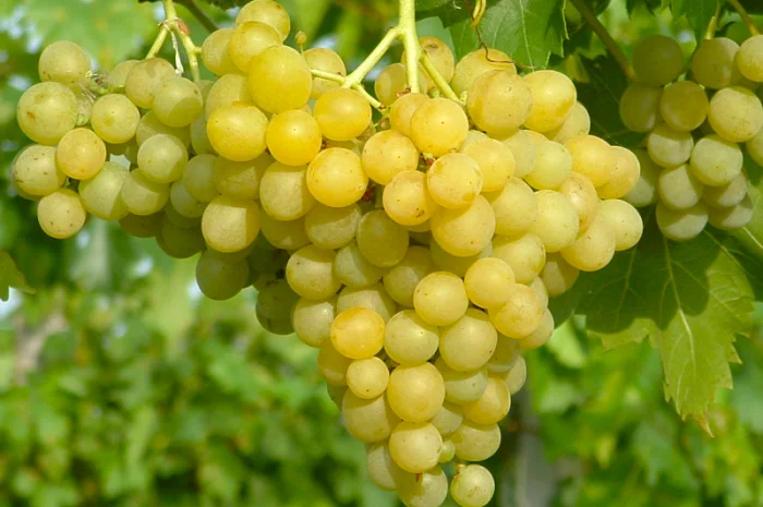Продам технічний виноград білого сорту Цитронний Магарича виробник- фото № 3