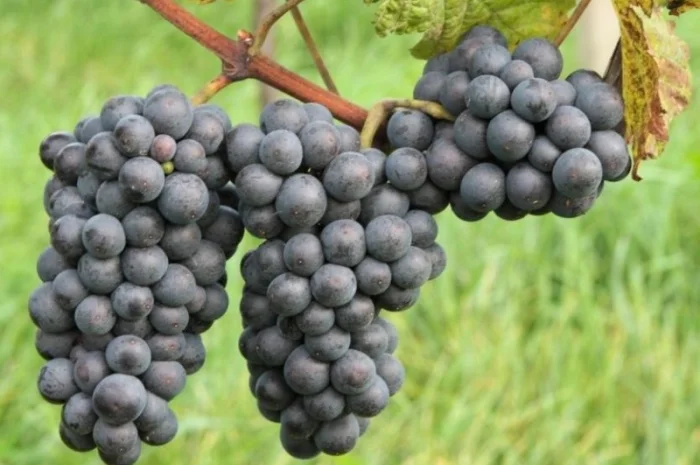 Продам технічний виноград червоного сорту Рубін Голодриги виробник- фото № 1