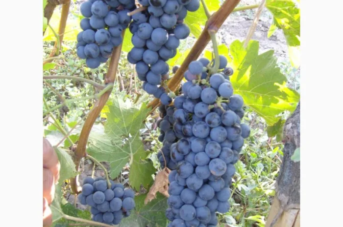 Продам технічний виноград червоного сорту Рубін Голодриги виробник- фото № 2