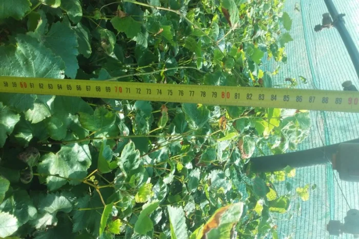 Продам виноград техничний- фото № 1