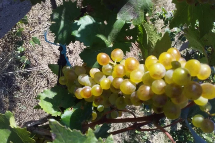 Продам виноград техничний- фото № 2