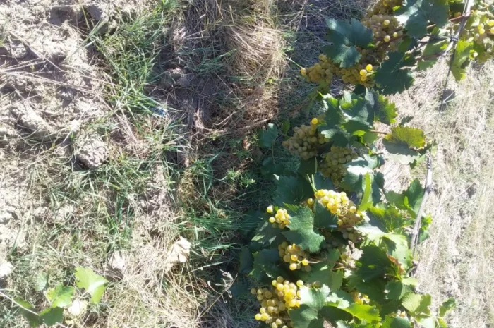 Продам виноград техничний- фото № 3