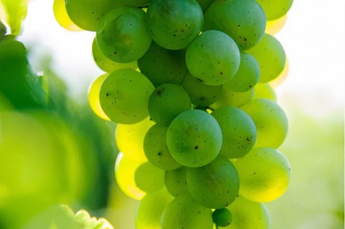 Виноград Технический- фото № 1