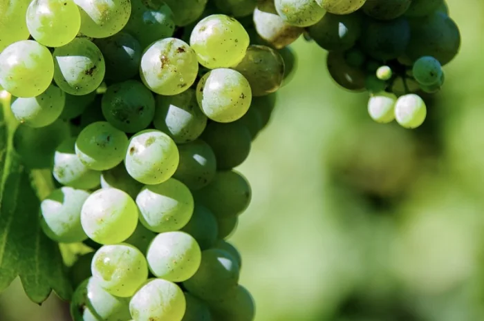 Виноград Технический- фото № 2