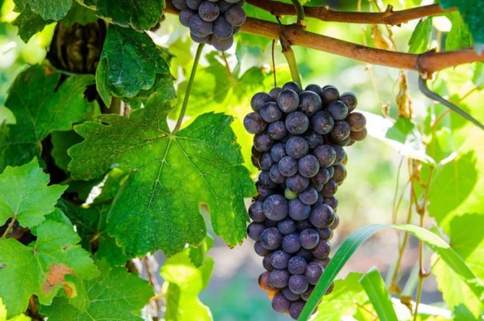 Виноград Технический- фото № 3