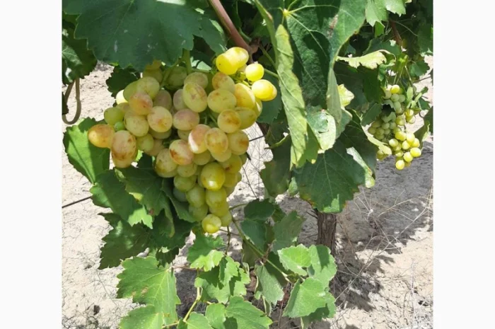 Виноград столовый- фото № 7