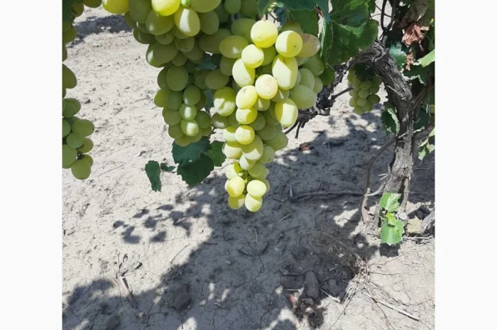 Виноград столовый- фото № 8