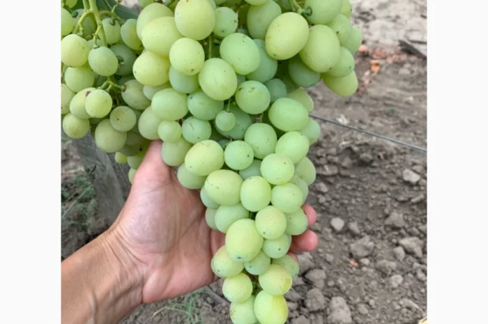 Виноград столовый- фото № 2