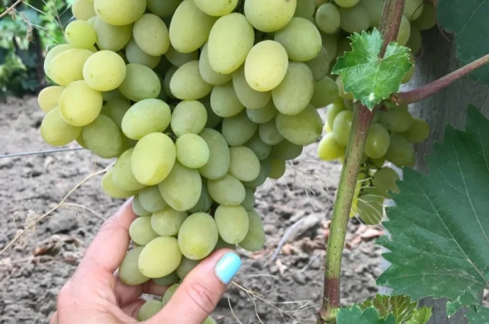 Виноград столовый- фото № 3