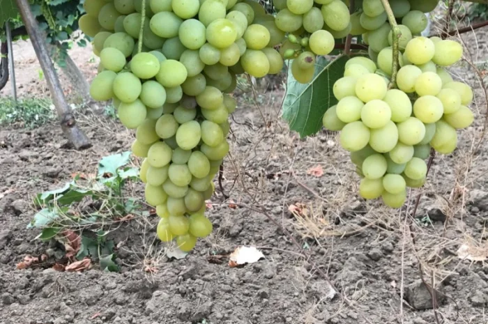 Виноград столовый- фото № 4
