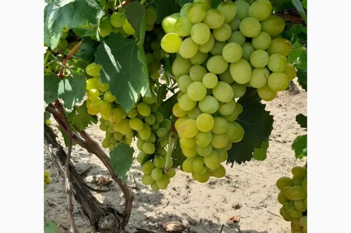 Виноград столовый- фото № 5