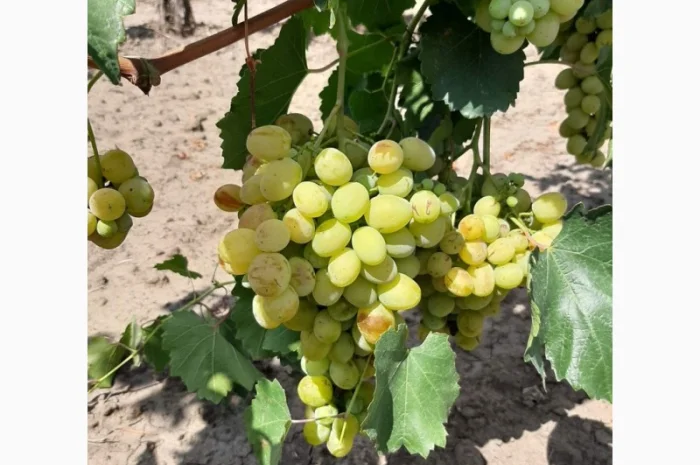Столовий виноград сорт Лора та Августин- фото № 6