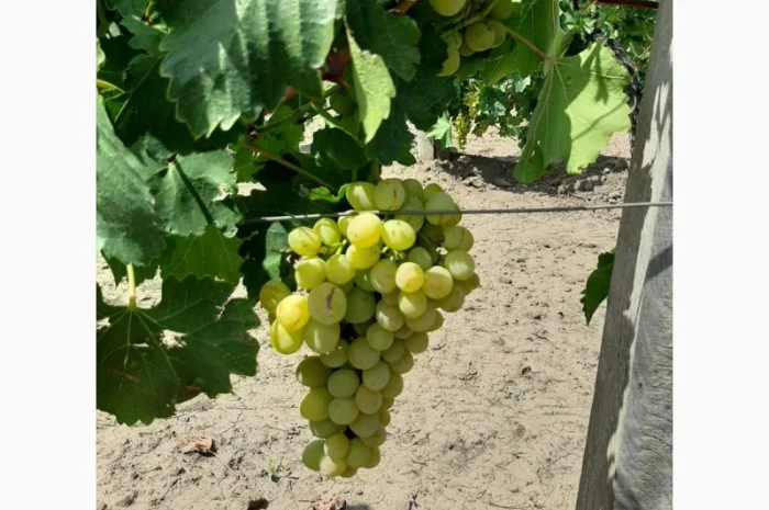 Виноград столовый- фото № 6