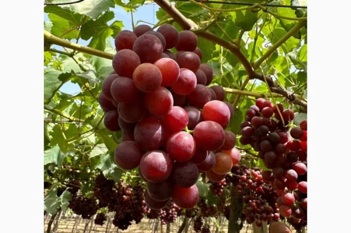 Виноград Єгипет- фото № 1