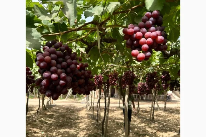 Виноград Єгипет- фото № 10
