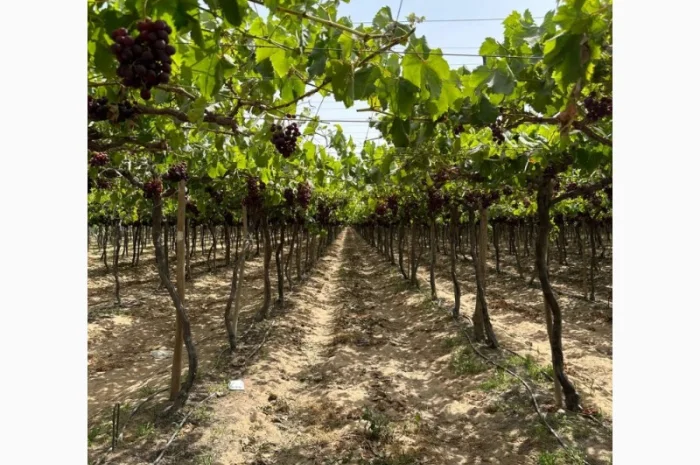 Виноград Єгипет- фото № 11