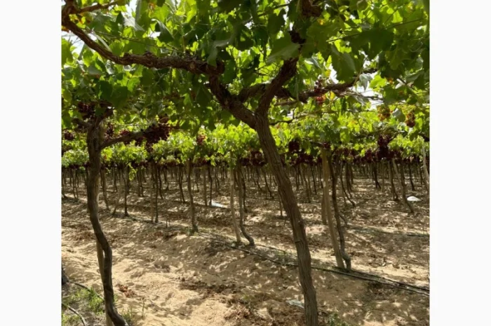 Виноград Єгипет- фото № 12