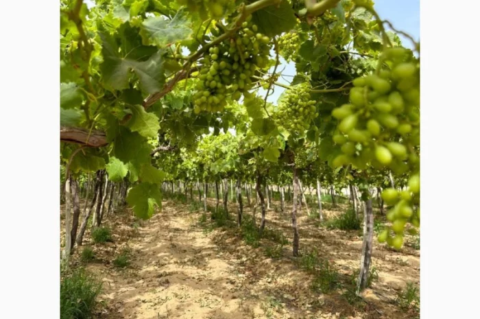 Виноград Єгипет- фото № 2