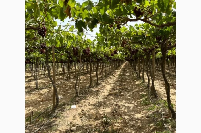 Виноград Єгипет- фото № 3