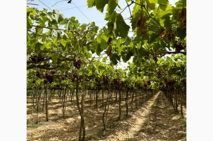 Виноград Єгипет- фото № 4