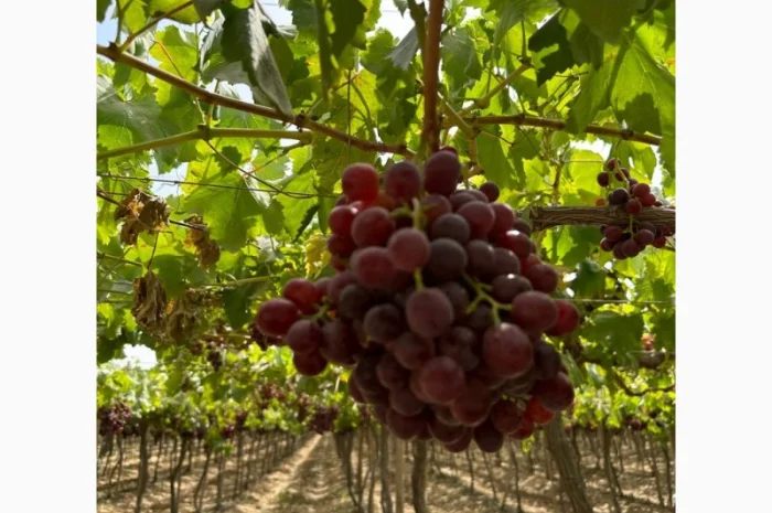 Виноград Єгипет- фото № 5