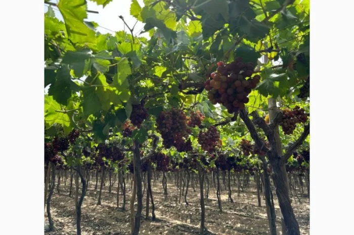 Виноград Єгипет- фото № 6