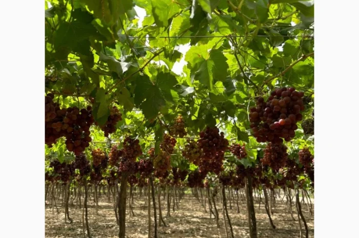 Виноград Єгипет- фото № 7