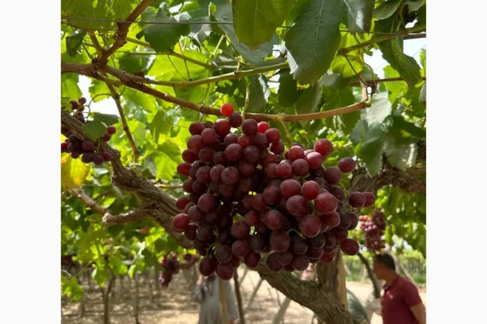 Виноград Єгипет- фото № 8