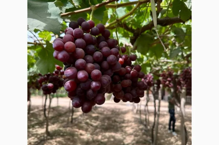 Виноград Єгипет- фото № 9