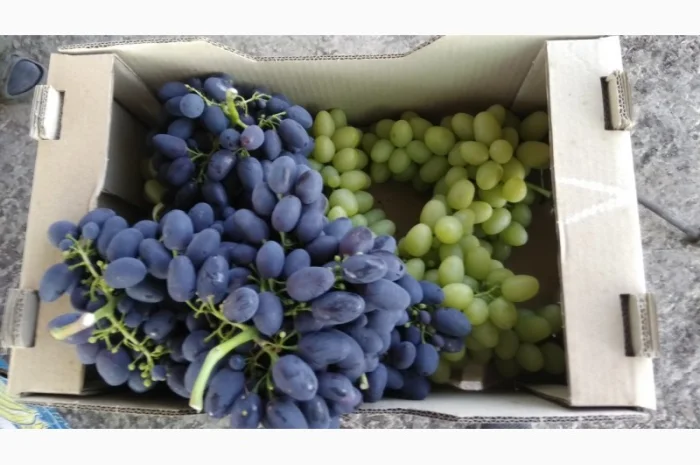 Продам Столовый виноград разных сортов- фото № 1
