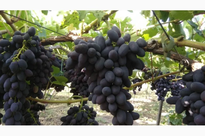 Продам Столовый виноград разных сортов- фото № 2