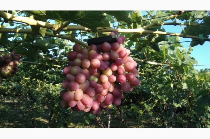 Продам Столовый виноград разных сортов- фото № 3