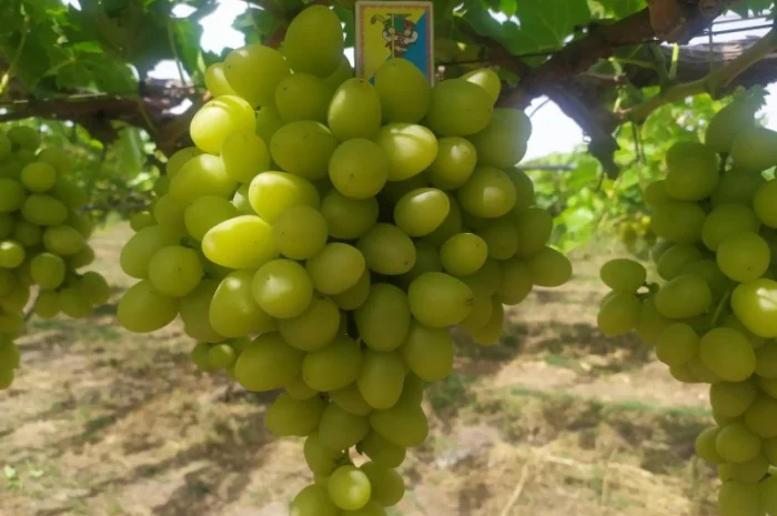 Продам Столовый виноград разных сортов- фото № 4