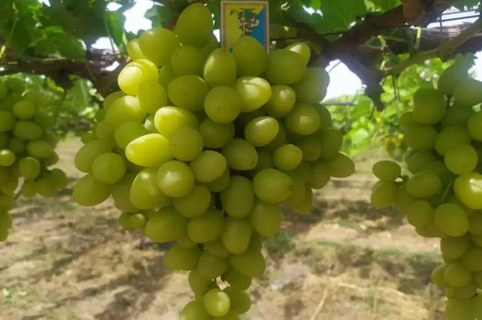 Продається Столовий виноград різних сортів- фото № 4