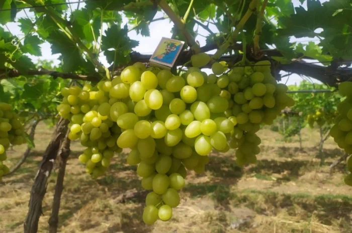 Продам Столовый виноград разных сортов- фото № 5