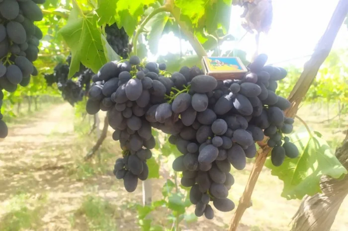 Продам Столовый виноград разных сортов- фото № 6