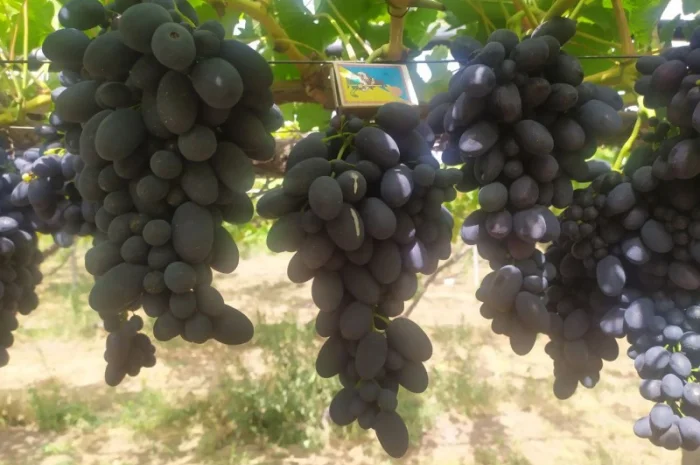 Продам Столовый виноград разных сортов- фото № 7