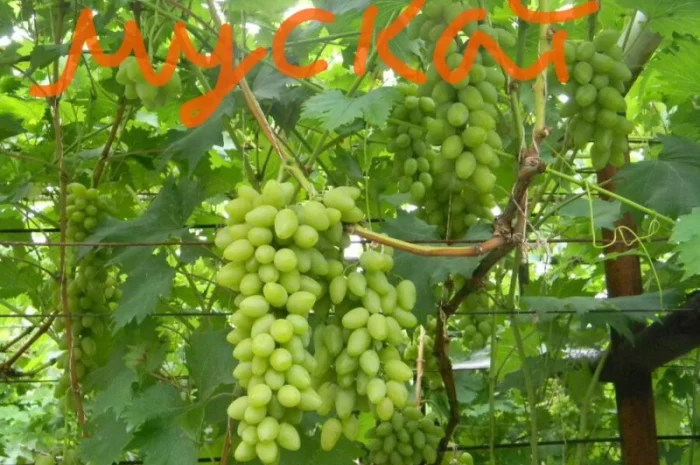 Куплю ваши виноград, ягоды на сок- фото № 2