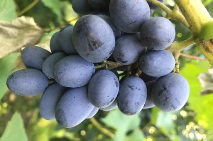 Куплю оптом від 250кг до 5 тонн виноградд технічних сортів- фото № 1