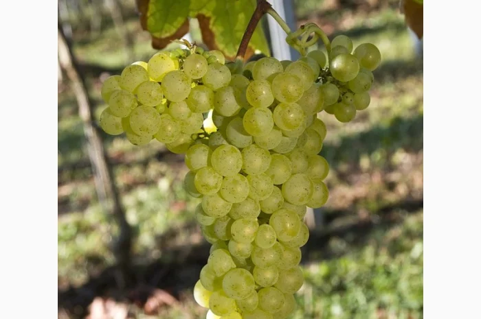 Продам виноград- фото № 4