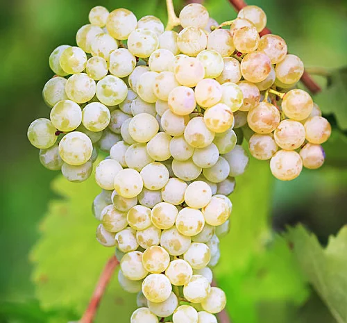 Продам виноград- фото № 5