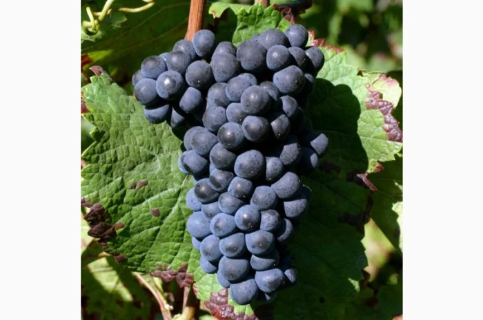 Продам виноград- фото № 6