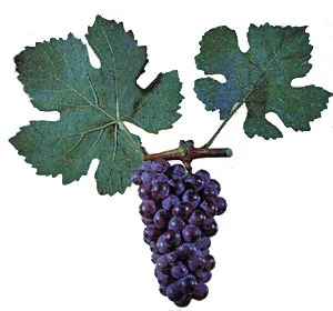 Продам виноград- фото № 7