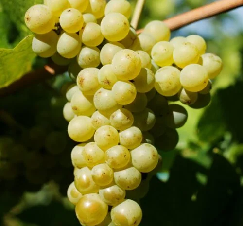 Продам виноград- фото № 8