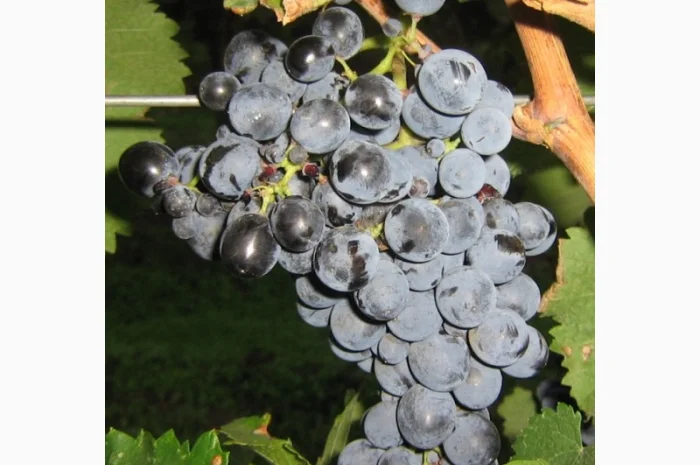 Продам виноград- фото № 9