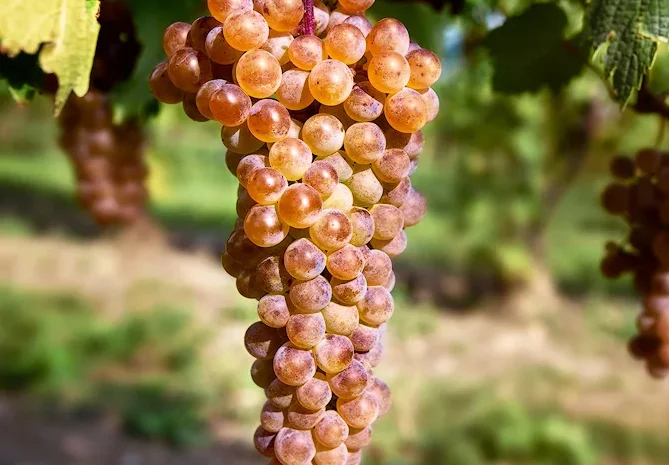 Продам виноград- фото № 10