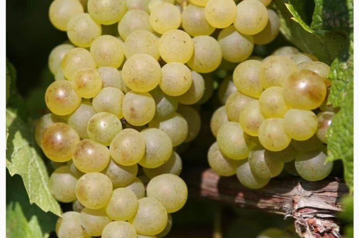 Продам виноград- фото № 1