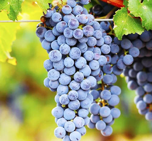 Продам виноград- фото № 2